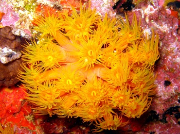 Orange Cup Coral - Tubastraea coccinea - Aruba