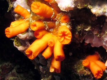 Orange Cup Coral - Tubastraea coccinea - Palau