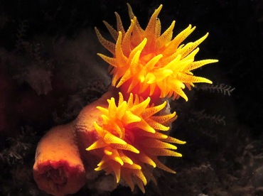 Orange Cup Coral - Tubastraea coccinea - Lanai, Hawaii