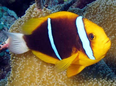 Orangefin Anemonefish - Amphiprion chrysopterus - Yap, Micronesia