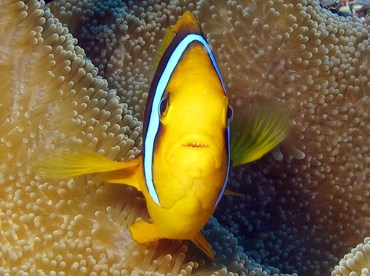 Orangefin Anemonefish - Amphiprion chrysopterus - Yap, Micronesia