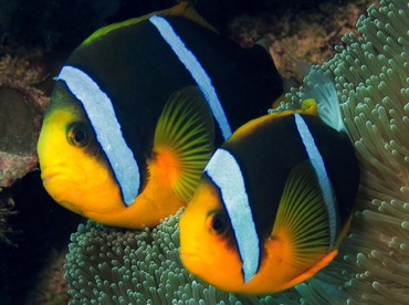 Orangefin Anemonefish - Amphiprion chrysopterus - Yap, Micronesia