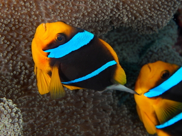 Orangefin Anemonefish - Amphiprion chrysopterus - Palau