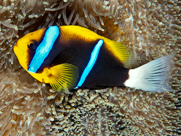 Orangefin Anemonefish - Amphiprion chrysopterus - Great Barrier Reef, Australia