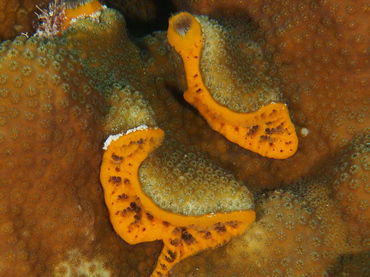 Orange Icing Sponge - Mycale laevis - Cozumel, Mexico