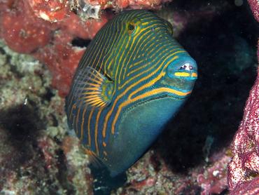 Orange-Lined Triggerfish - Balistapus undulatus - Lombok, Indonesia
