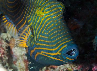 Orange-Lined Triggerfish - Balistapus undulatus - Lombok, Indonesia