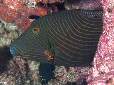 Orange-Lined Triggerfish - Balistapus undulatus - Lombok, Indonesia