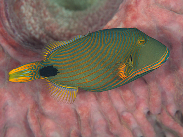 Orange-Lined Triggerfish - Balistapus undulatus - Wakatobi, Indonesia