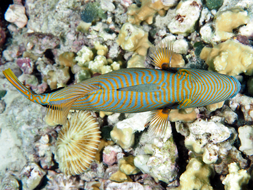 Orange-Lined Triggerfish - Balistapus undulatus - Great Barrier Reef, Australia