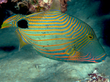 Orange-Lined Triggerfish - Balistapus undulatus - Great Barrier Reef, Australia