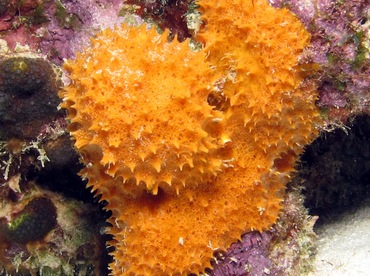 Orange Lumpy Encrusting Sponge - Scopalina ruetzleri - Bonaire