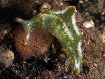 Orangemargin Elysia - Elysia marginata - Bali, Indonesia