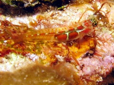 Orangesided Goby - Elacatinus dilepis - Roatan, Honduras