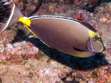 Orangespine Unicornfish - Naso lituratus - Lanai, Hawaii