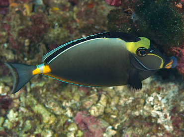 Orangespine Unicornfish - Naso lituratus - Wakatobi, Indonesia