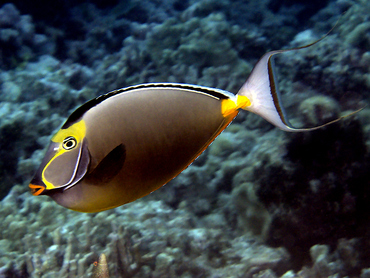 Orangespine Unicornfish - Naso lituratus - Great Barrier Reef, Australia