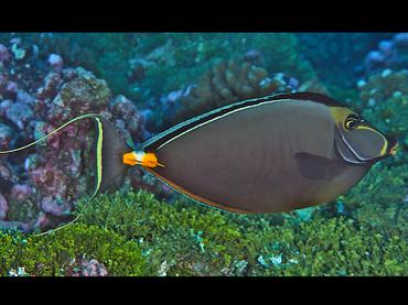 Orangespine Unicornfish - Naso lituratus - Rangiroa, French Polynesia