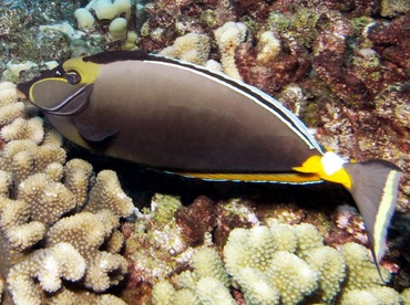 Orangespine Unicornfish - Naso lituratus - Lanai, Hawaii