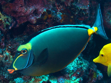 Orangespine Unicornfish - Naso lituratus - Big Island, Hawaii