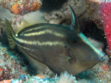 Orangespotted Filefish - Cantherhines pullus - Palm Beach, Florida