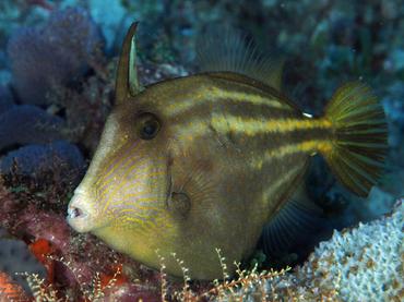 Orangespotted Filefish - Cantherhines pullus - Palm Beach, Florida