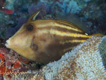 Orangespotted Filefish - Cantherhines pullus - Palm Beach, Florida