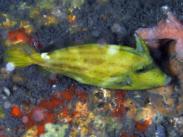 Orangespotted Filefish - Cantherhines pullus - Blue Heron Bridge, Florida