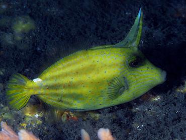Orangespotted Filefish - Cantherhines pullus - Blue Heron Bridge, Florida