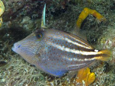 Orangespotted Filefish - Cantherhines pullus - British Virgin Islands
