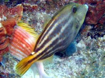 Orangespotted Filefish - Cantherhines pullus - Key Largo, Florida