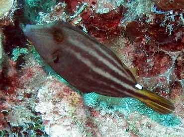 Orangespotted Filefish - Cantherhines pullus - Nassau, Bahamas
