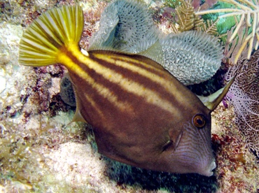 Orangespotted Filefish - Cantherhines pullus - Key Largo, Florida