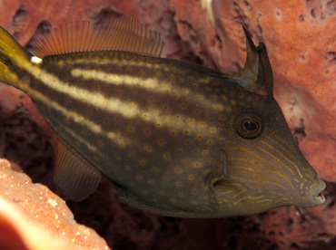 Orangespotted Filefish - Cantherhines pullus - Cozumel, Mexico