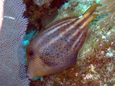 Orangespotted Filefish - Cantherhines pullus - Belize