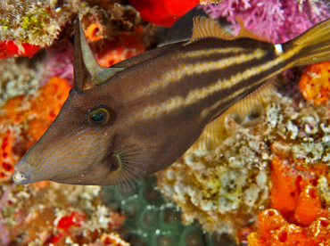 Orangespotted Filefish - Cantherhines pullus - Cozumel, Mexico