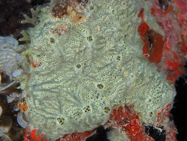 Orange-Veined Encrusting Sponge - Clathria (Thalysias) curacaoensis - British Virgin Islands