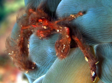 Orangutan Crab - Oncinopus sp. 1 - Lembeh Strait, Indonesia