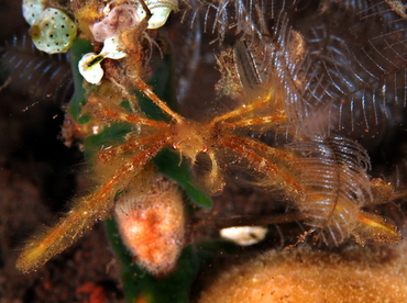 Orangutan Crab - Oncinopus sp. 1 - Bali, Indonesia