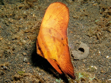 Circular Spadefish - Platax orbicularis - Lembeh Strait, Indonesia