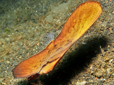 Circular Spadefish - Platax orbicularis - Lembeh Strait, Indonesia