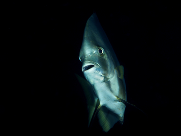 Circular Spadefish - Platax orbicularis - Great Barrier Reef, Australia