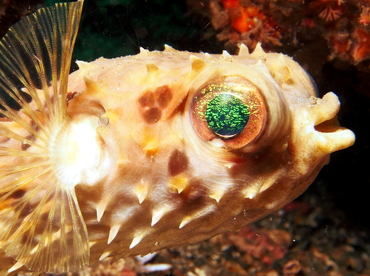 Orbicular Burrfish - Cyclichthys orbicularis - Lembeh Strait, Indonesia