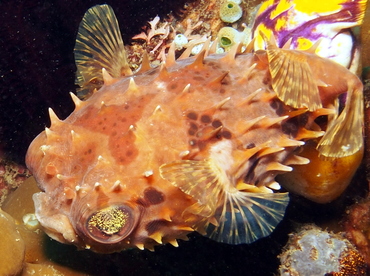 Orbicular Burrfish - Cyclichthys orbicularis - Lembeh Strait, Indonesia