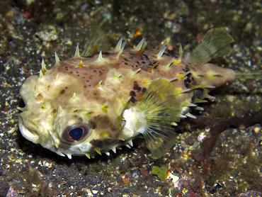 Orbicular Burrfish - Cyclichthys orbicularis - Bali, Indonesia