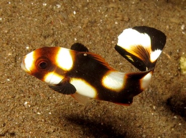 Oriental Sweetlips - Plectorhinchus vittatus - Dumaguete, Philippines