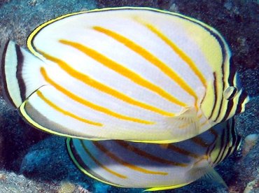 Ornate Butterflyfish - Chaetodon ornatissimus - Big Island, Hawaii