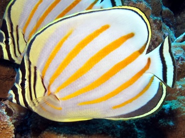 Ornate Butterflyfish - Chaetodon ornatissimus - Maui, Hawaii