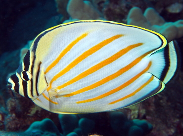 Ornate Butterflyfish - Chaetodon ornatissimus - Big Island, Hawaii