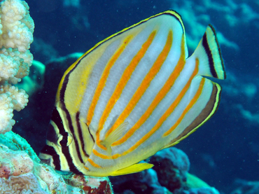 Ornate Butterflyfish - Chaetodon ornatissimus - Great Barrier Reef, Australia